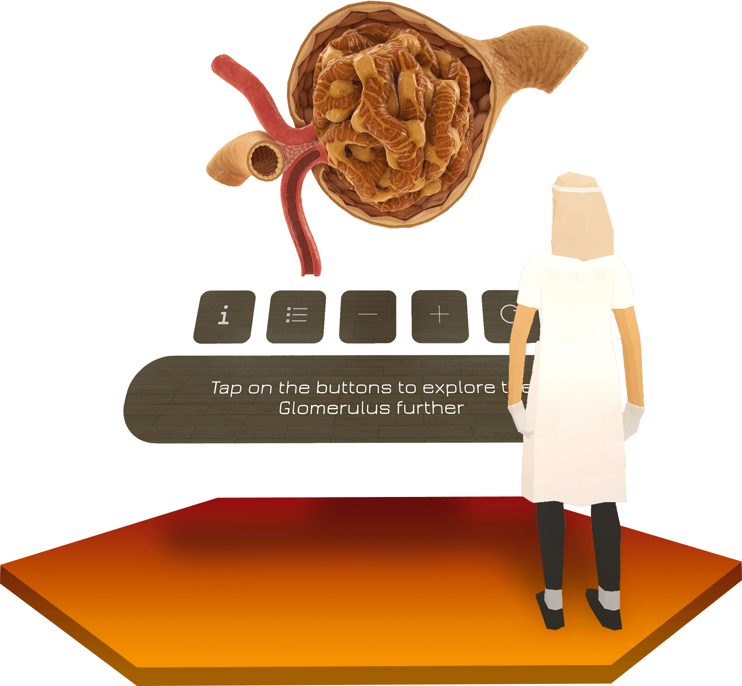 Description of the kidney image